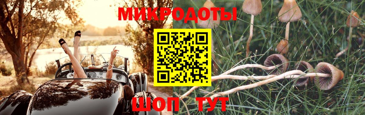 Галлюциногенные грибы Psilocybe Новоалтайск